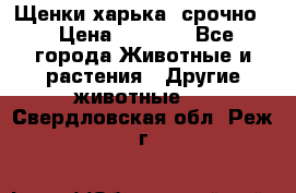 Щенки харька! срочно. › Цена ­ 5 000 - Все города Животные и растения » Другие животные   . Свердловская обл.,Реж г.